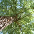 Миниполис Радужный присоединился к губернаторской акции «Наш лес. Посади свое дерево»